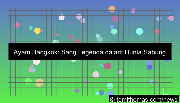 visual sabung ayam bangkok