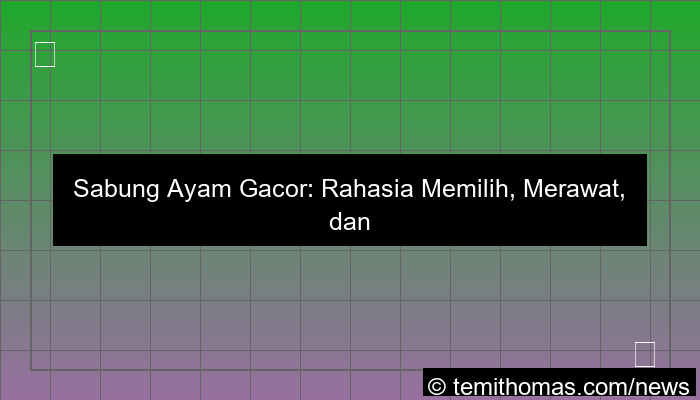 gambar sabung ayam gacor