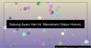 grafik sabung ayam hari ini