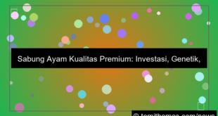 sabung ayam kualitas premium