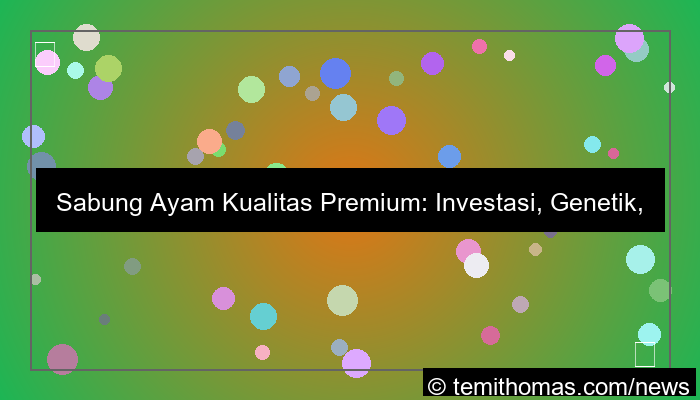 sabung ayam kualitas premium