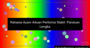 sabung ayam performa stabil