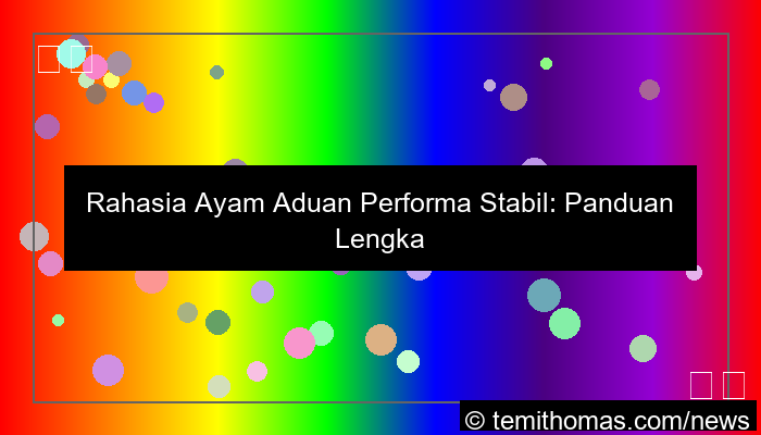 sabung ayam performa stabil