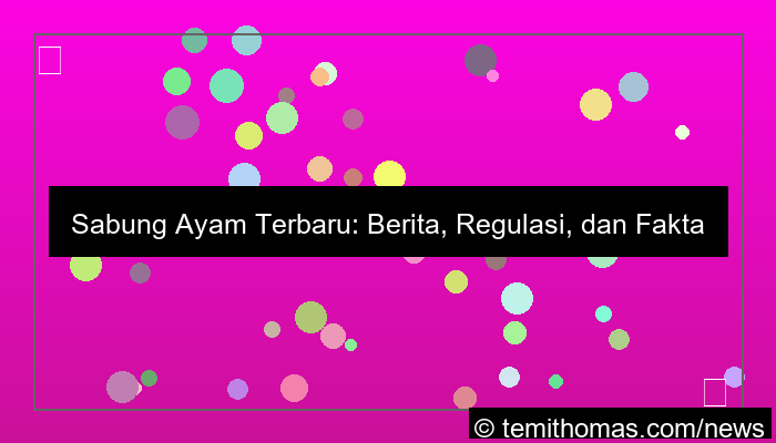 grafik sabung ayam terbaru