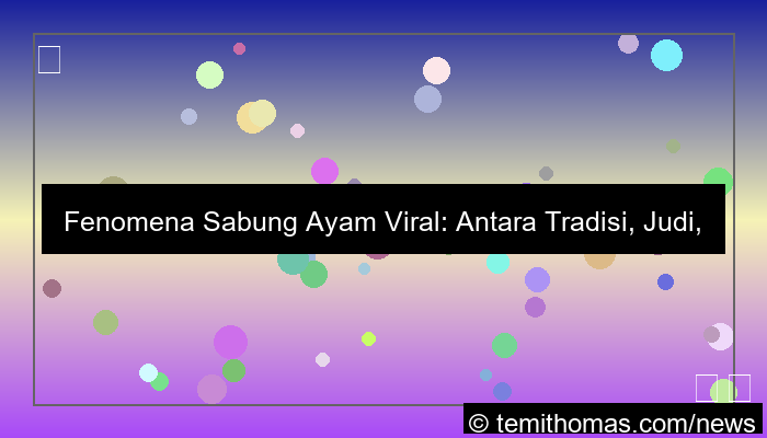 grafik sabung ayam viral