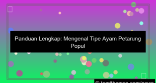 tipe ayam petarung