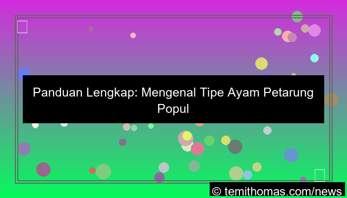 tipe ayam petarung