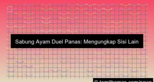 sabung ayam duel panas