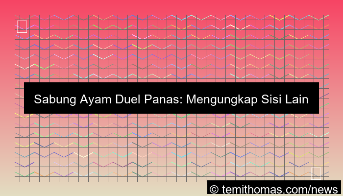 sabung ayam duel panas