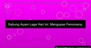 sabung ayam laga hari ini