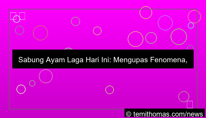 sabung ayam laga hari ini