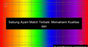 sabung ayam match terbaik