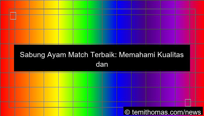 sabung ayam match terbaik